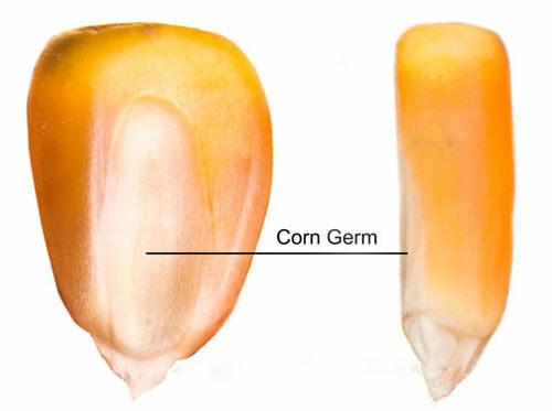 corn germ for making corn oil