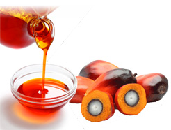 extraction of palm oil