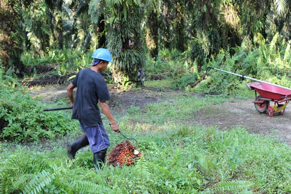 palm oil harvester