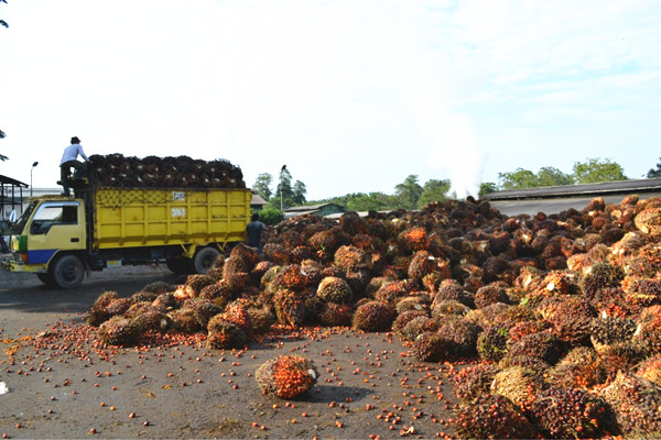 palm fruit reception process