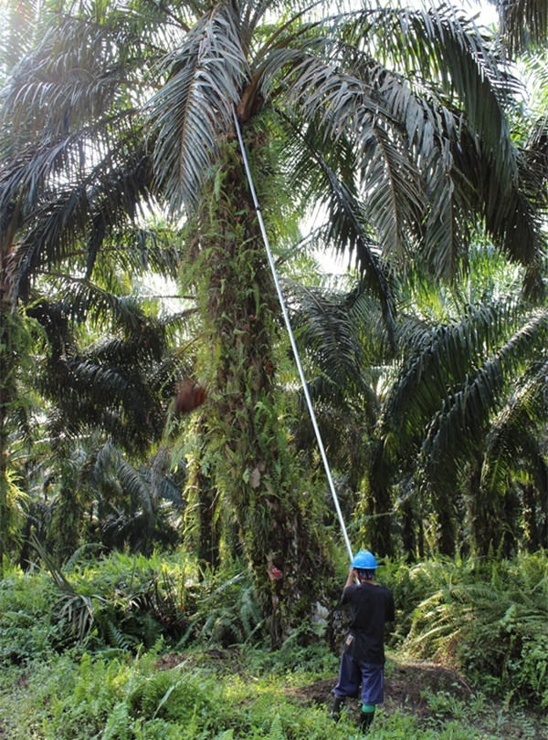 palm oil harvester at work