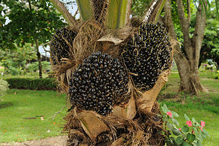 Fruit of Elaeis guineensis (oil palm) produced by a young palm at the botanical garden of Portoviejo, Ecuador.