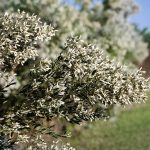 Groundsel Bush