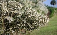 Groundsel Bush