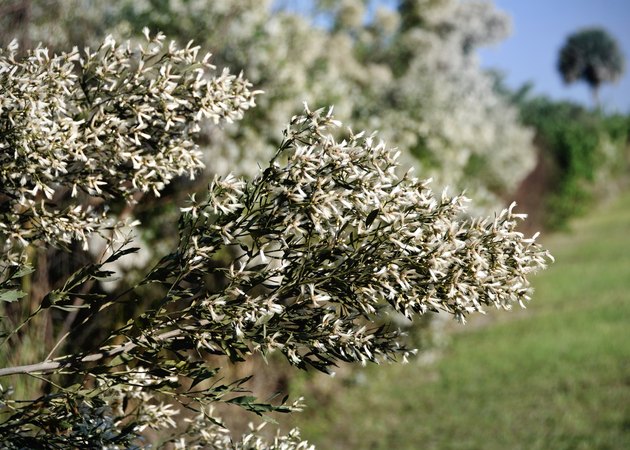 Groundsel Bush