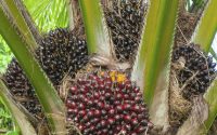 palm oil tree