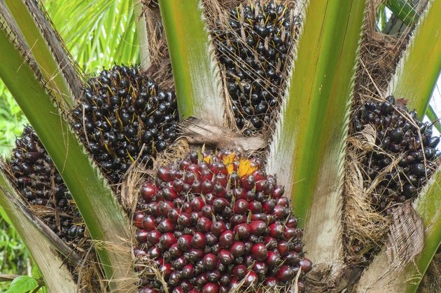 palm oil tree