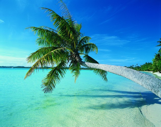 Palm tree leaning over water