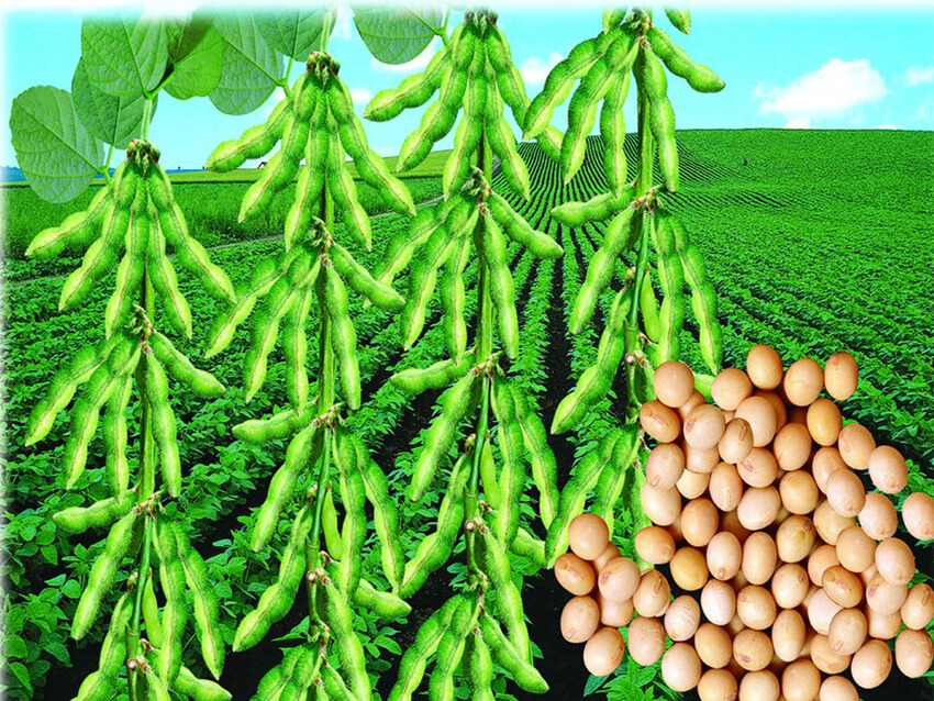 soybeans