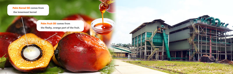 palm oil processing business