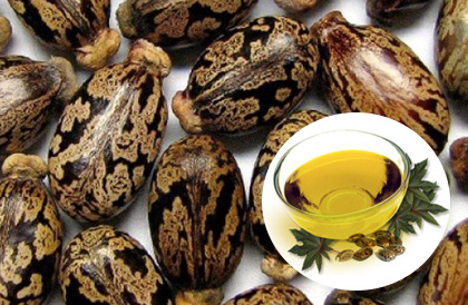 make oil from castor beans