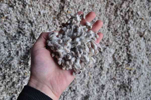 delinted cotton seeds